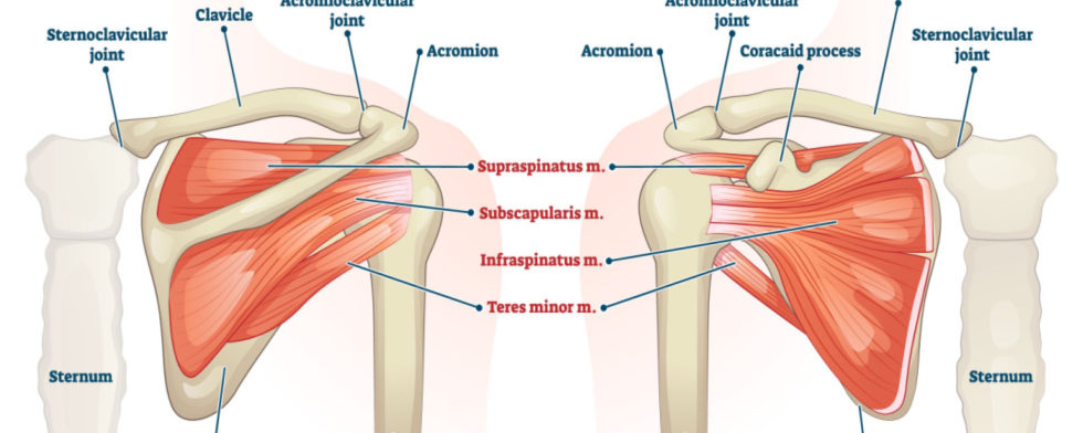 What Are The 4 Tendons Of The Rotator Cuff?